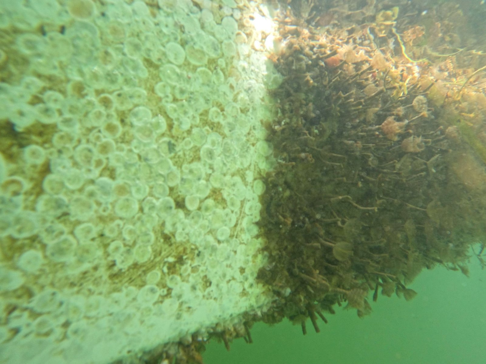 Dirty Hull of a Boat